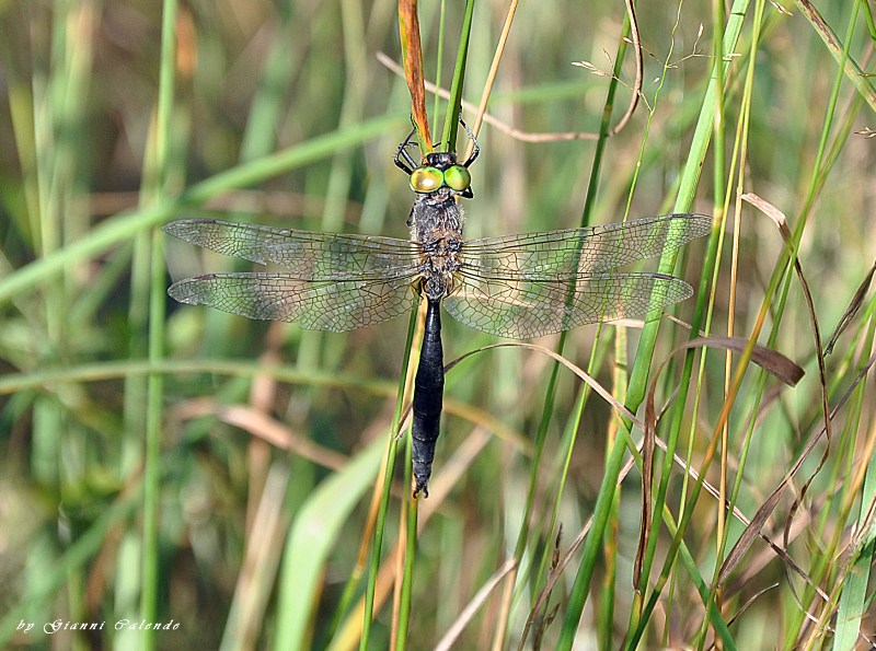 Libellula da identificare: Somatochlora arctica